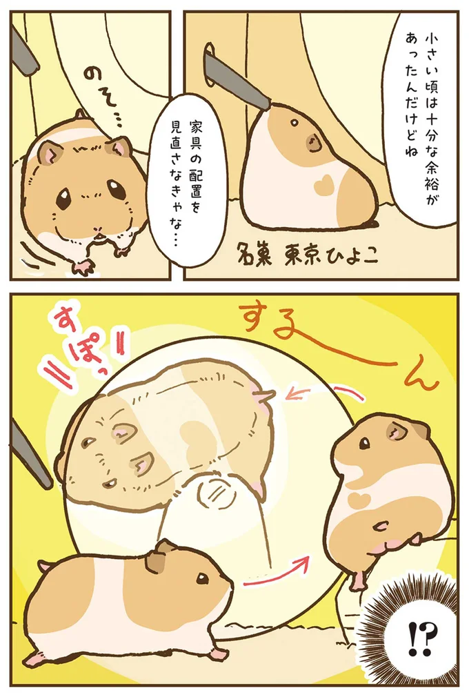 『今日もハムスターから目が離せない！』より