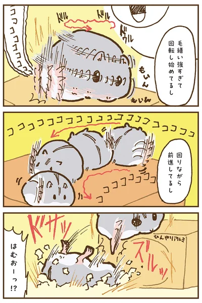『今日もハムスターから目が離せない！』より