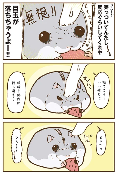 『今日もハムスターから目が離せない！』より