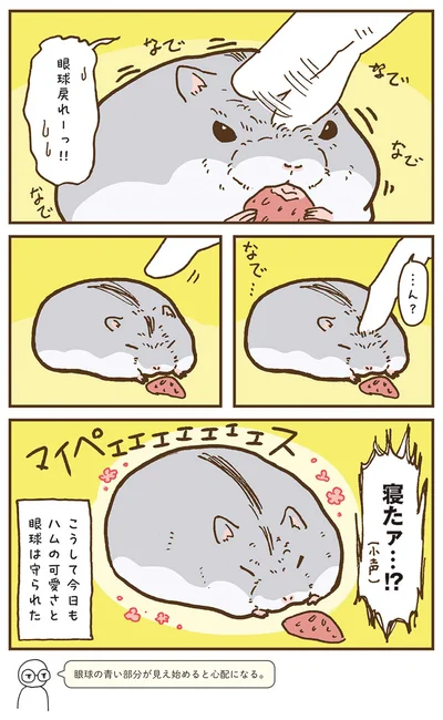 『今日もハムスターから目が離せない！』より