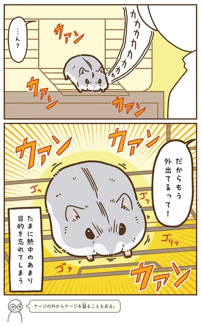 『今日もハムスターから目が離せない！』より