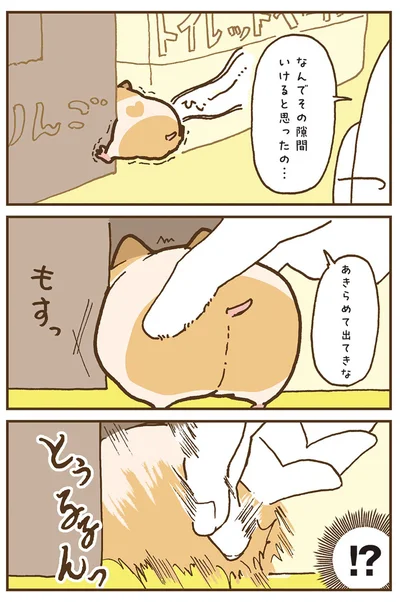 『今日もハムスターから目が離せない！』より