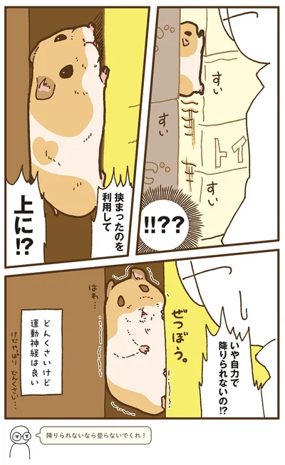 『今日もハムスターから目が離せない！』より