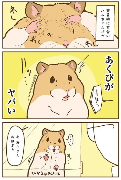 『今日もハムスターから目が離せない！』より