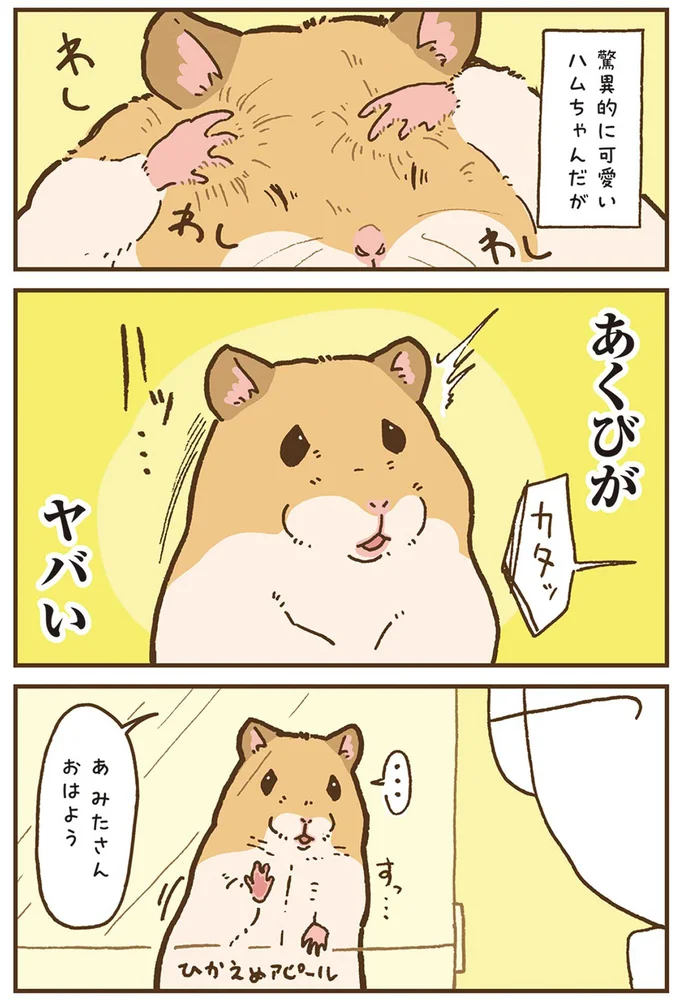 『今日もハムスターから目が離せない！』より