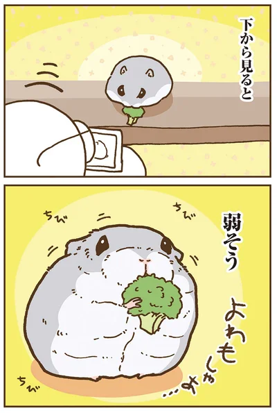 『今日もハムスターから目が離せない！』より