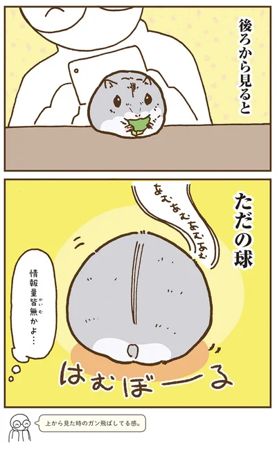 『今日もハムスターから目が離せない！』より