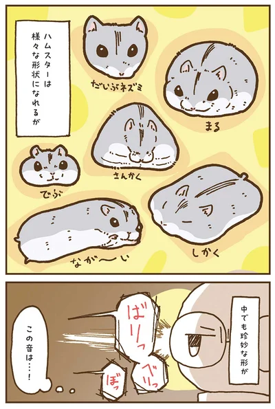 『今日もハムスターから目が離せない！』より