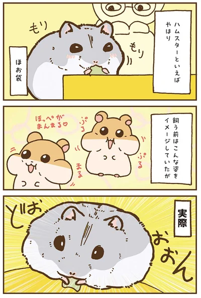 『今日もハムスターから目が離せない！』より
