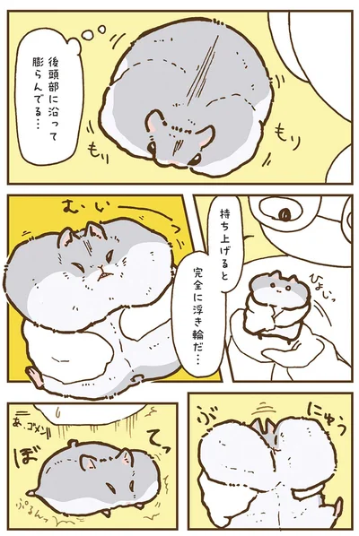『今日もハムスターから目が離せない！』より