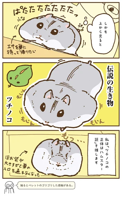 『今日もハムスターから目が離せない！』より
