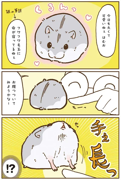 『今日もハムスターから目が離せない！』より