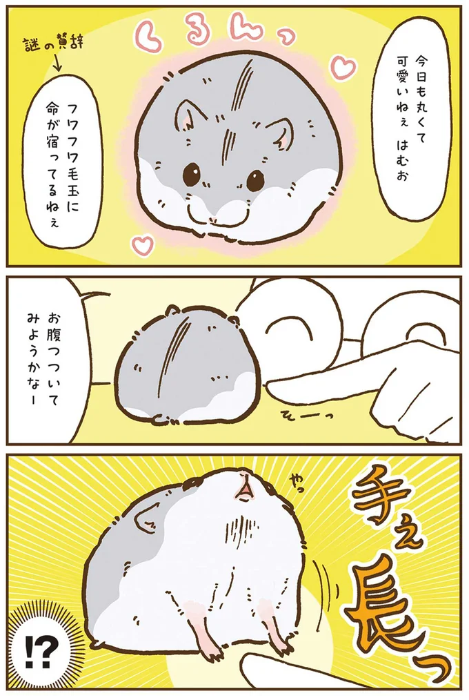 『今日もハムスターから目が離せない！』より