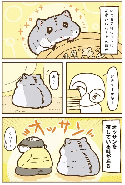 『今日もハムスターから目が離せない！』より