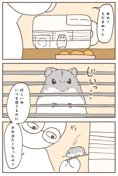 『今日もハムスターから目が離せない！』より