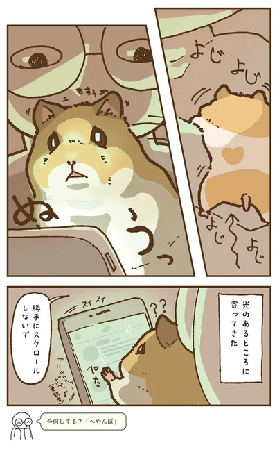 『今日もハムスターから目が離せない！』より