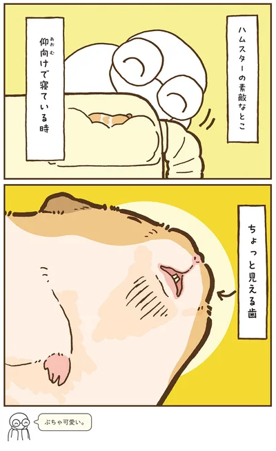 『今日もハムスターから目が離せない！』より