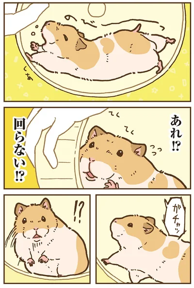 『今日もハムスターから目が離せない！』より