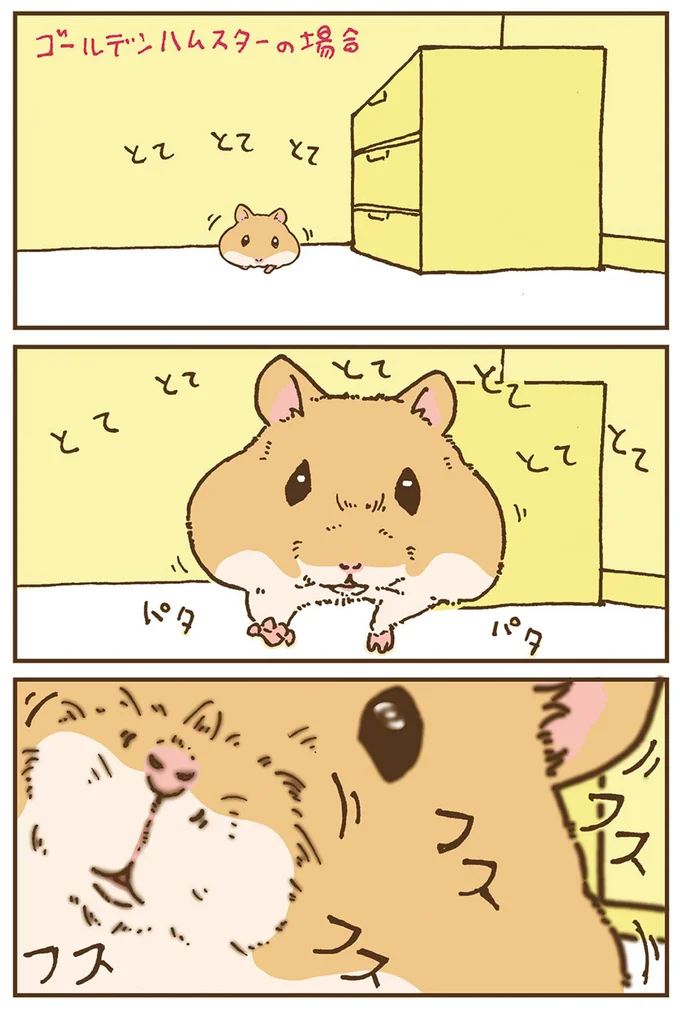 『今日もハムスターから目が離せない！』より