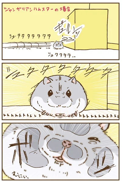 『今日もハムスターから目が離せない！』より