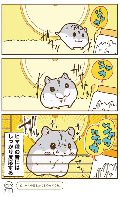 『今日もハムスターから目が離せない！』より