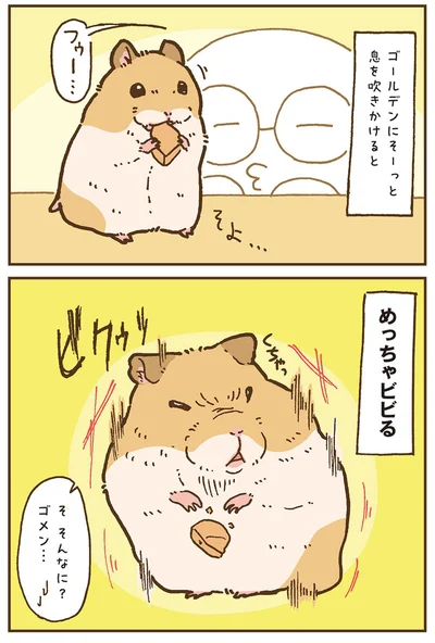 『今日もハムスターから目が離せない！』より