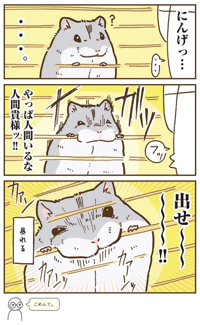 『今日もハムスターから目が離せない！』より