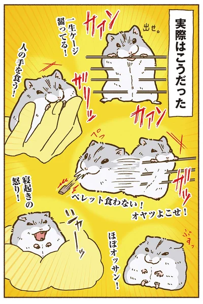 『今日もハムスターから目が離せない！』より