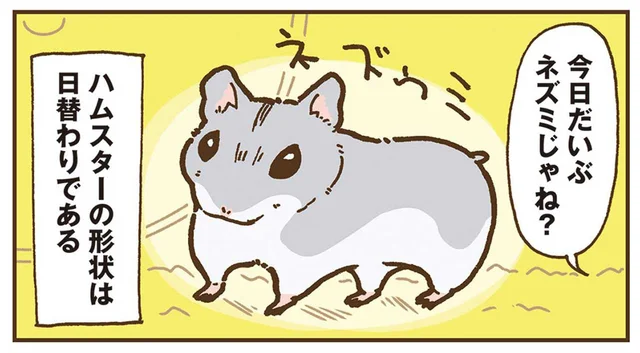 「今日だいぶネズミじゃね？」日替わりで形状が変わるハムスター／今日もハムスターから目が離せない！（4）