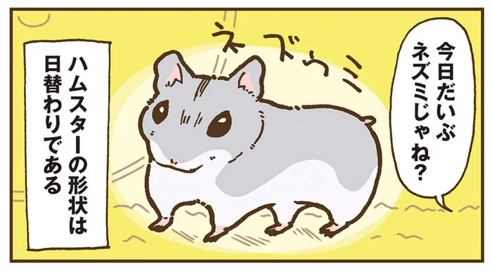 「今日だいぶネズミじゃね？」日替わりで形状が変わるハムスター／今日もハムスターから目が離せない！（4）