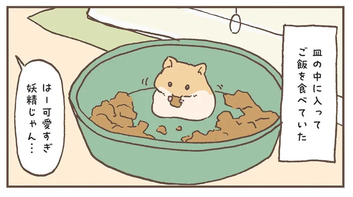 成長しても食べ方は同じ？ハムスターの食事風景／今日もハムスターから目が離せない！（5）