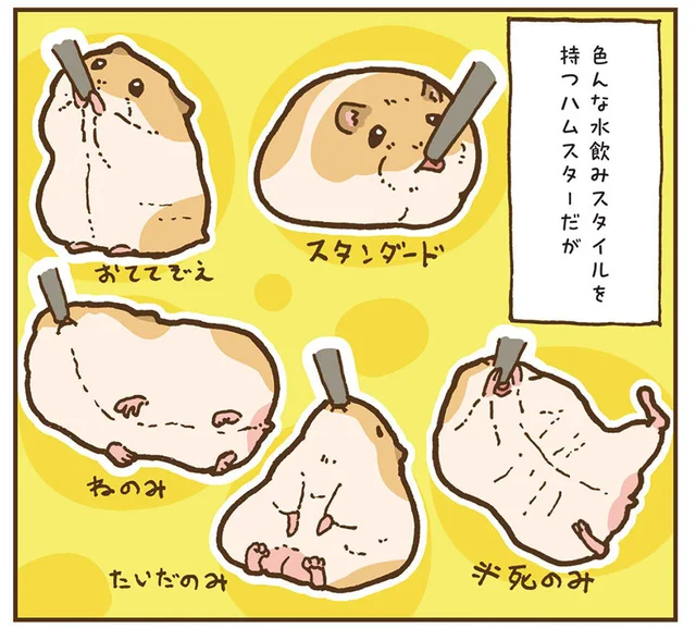 隙間が数センチだって問題なし。ハムスターの水飲みスタイルが奇想天外！／今日もハムスターから目が離せない！（7）