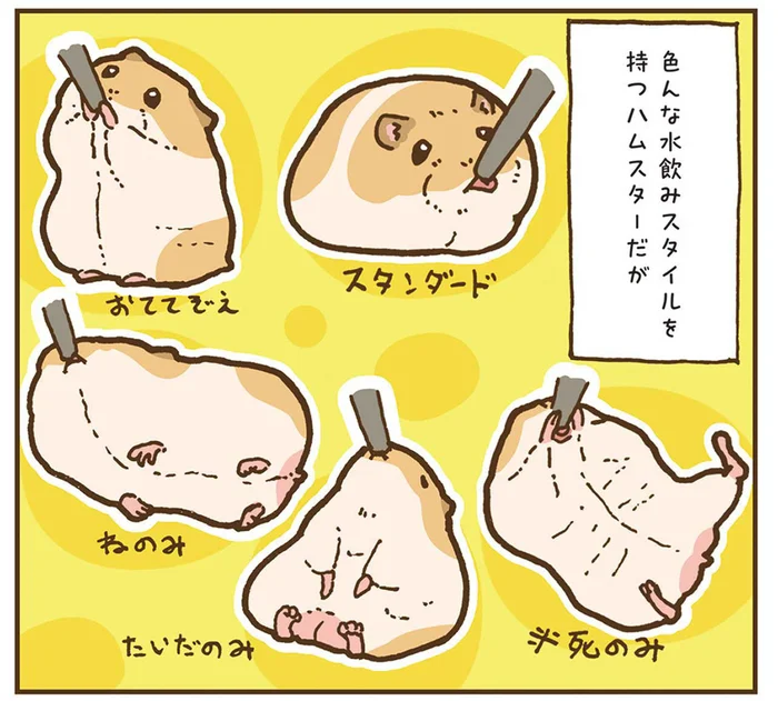 隙間が数センチだって問題なし。ハムスターの水飲みスタイルが奇想天外！／今日もハムスターから目が離せない！（7）