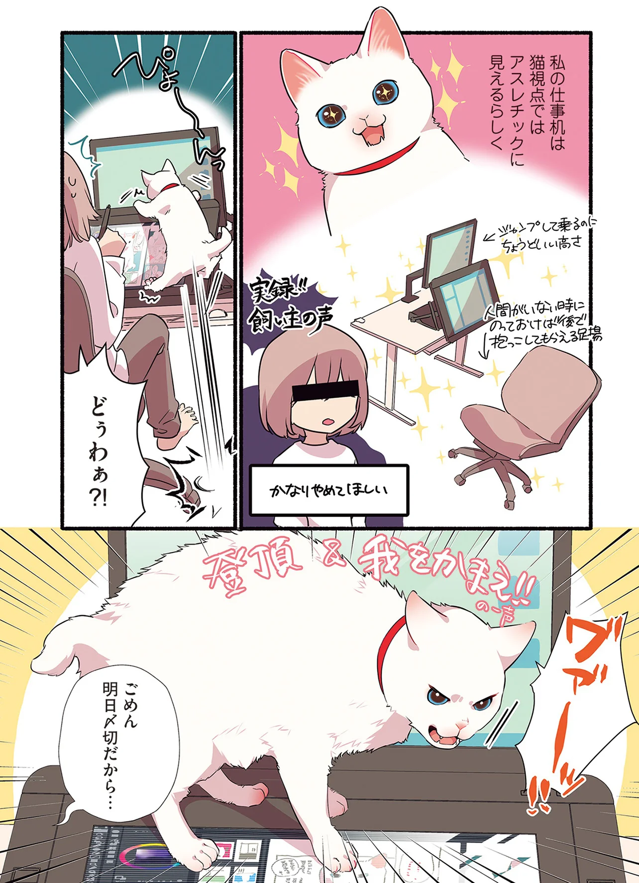 IQが5億ある？ 飼い主に構われるための術を理解しすぎている白猫／愛