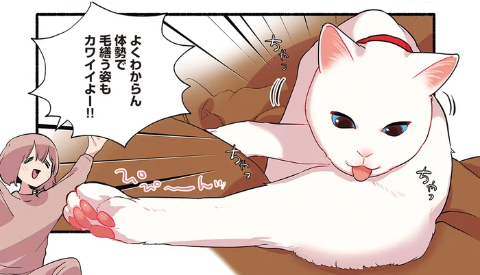 「水飲む姿もカワイイよー！」「パリコレモデル！」尊い猫に「コール」を入れたい／愛されたがりの白猫ミコさん（4）
