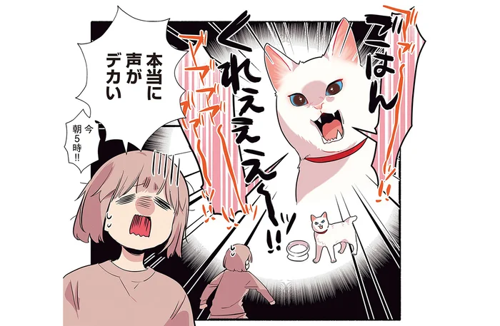 美味しすぎて絶叫!? 朝5時からとんでもない声量で感動を表現する猫／愛されたがりの白猫ミコさん（5）