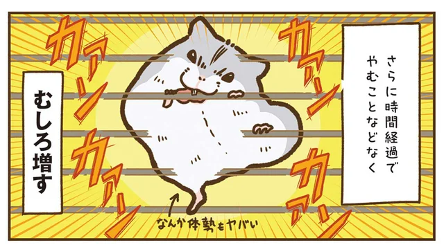 カァンカァンカァン！ハムスターの外へ出せアピールがうるさすぎる！／今日もハムスターから目が離せない！（11）