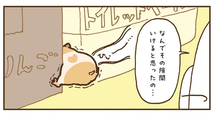隙間を利用して垂直移動！運動神経がすごいけどどんくさいハムスター／今日もハムスターから目が離せない！（15）
