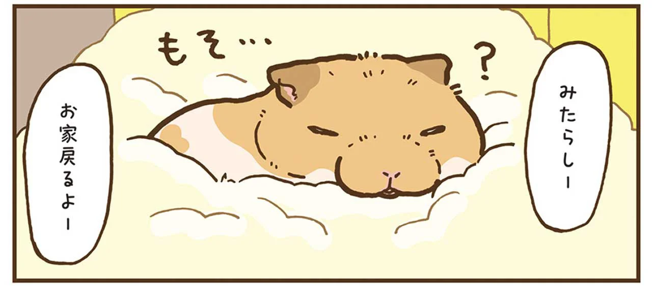 ケージに帰りたくありません！おねむなハムスターの面会拒絶術／今日も