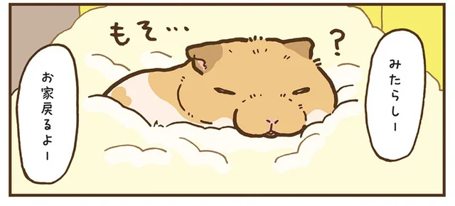 ケージに帰りたくありません！おねむなハムスターの面会拒絶術／今日もハムスターから目が離せない！（19）