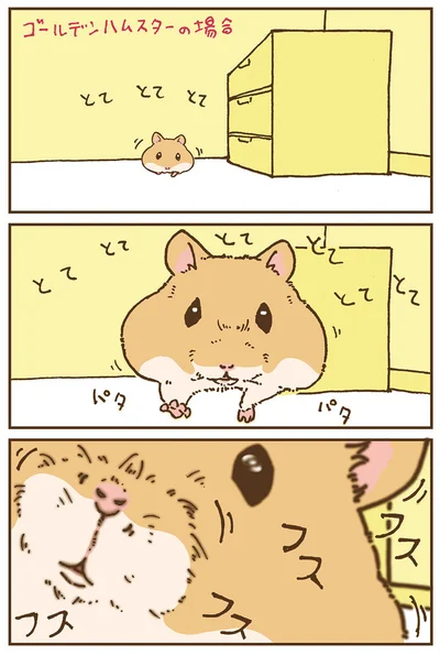 ゴールデンハムスターの場合