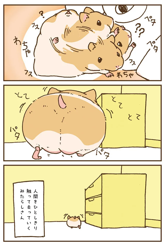 人間をひとしきり触って去っていくみたらしさん