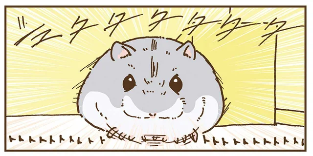 とてとて派に爆走派。室内さんぽに見るハムスターの違い／今日もハムスターから目が離せない！（26）
