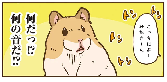 かしこさがアダに？トントンする音につられたハムスターの行く末は／今日もハムスターから目が離せない！（27）