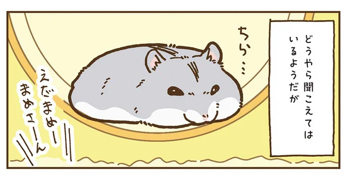 その音は逃さない！名前を呼ばれても無視するハムスターへの秘策とは／今日もハムスターから目が離せない！（28）