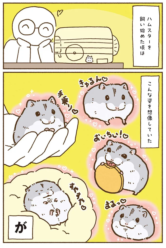 ハムスターを飼い始めた頃