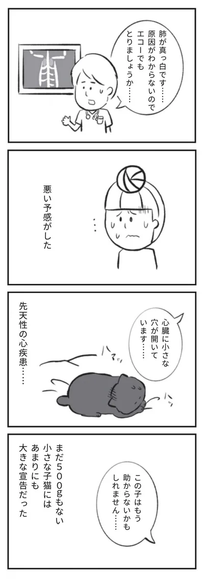 『たまさんちのホゴネコ』より