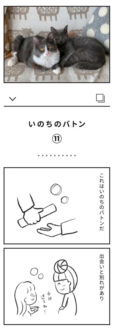『たまさんちのホゴネコ』より