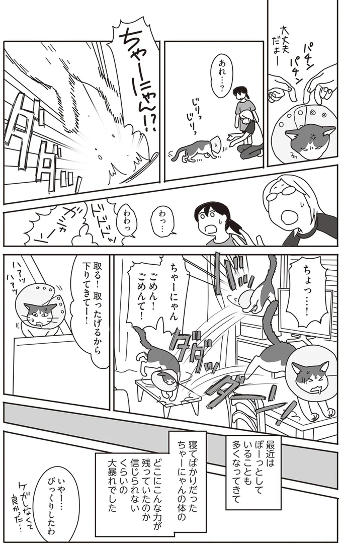 『世界一幸せな飼い主にしてくれた猫』より