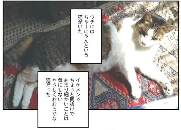 49日間のガン闘病生活を経て愛猫を看取った飼い主。15年を共にした愛猫への思いとは…